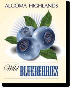Miramar launches a new website for Algoma Highlands Blueberries Logo