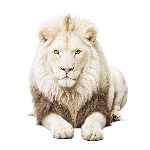 lion sitting
